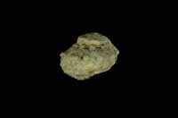 藏品(瘤珠螺)的圖片